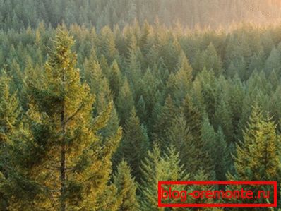 Fotografije iglavcev - glavni dobavitelj lesa Fotografije iglavcev - glavni dobavitelj lesa