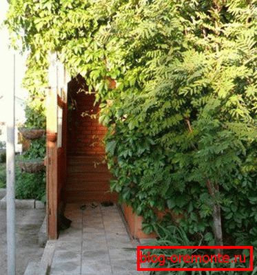 Trem, prepleteno z deviškim grozdjem Trem, prepleteno z deviškim grozdjem