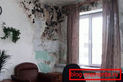 Amaterska fotografija betonskih sten, ki jih gobe prizadenejo zaradi povečane vlažnosti Amaterska fotografija betonskih sten, ki jih gobe prizadenejo zaradi povečane vlažnosti