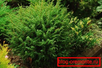 Juniper